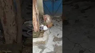 monkey aa gya#monkey#bandar#animals #funny #shortsfeed