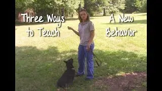 How to Teach a New Trick or Behavior (Three Ways) - NBS Episode #1