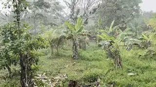 Rain In The Peruvian Amazon Jungle