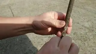 Grafting fig. Štepenie figy domenico tauro do figy 