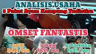 PENGHASILAN FANTASTIS ! HANYA DARI 5 PAKET INDUKAN AYAM KAMPUNG YUDISTIRA |TERNAK OMSET PULUHAN JUTA