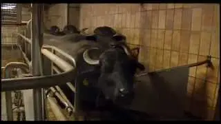 Die R&uuml;ckkehr der Albb&uuml;ffel