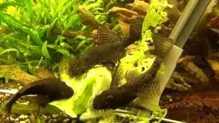 Antennenwelse futtern Salat im 200 Liter Aquarium - Zbrojnik niebieski