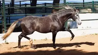 Pastor - 4 yo PRE for sale PIRO FREE