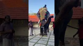 Анайади аппу #pooram #anapremikal #anachantham #ulsavam #parakadakuvu #keralatourism #keralastyle