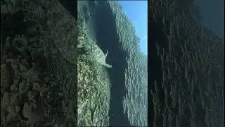 #Save the oceans #turtles paradise #4k #asmr #shorts #aquarium #fun #nature #Eco #No AI #adventure