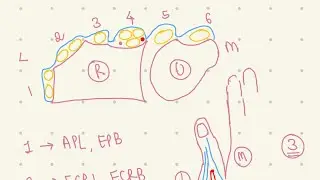 Extensor retinaculum of Hand made easy ?
