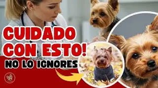 &iexcl;ALERTA! Tu Yorkie podr&iacute;a estar sufriendo OTITIS y t&uacute; ni te enteraste 😱 Descubre sus s&iacute;ntomas.
