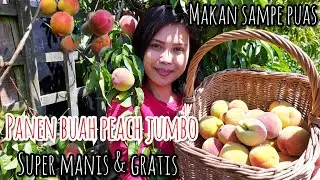 PANEN BUAH PEACH JUMBO GRATISSS || SUPER MANIS MAKAN SAMPE PUAS