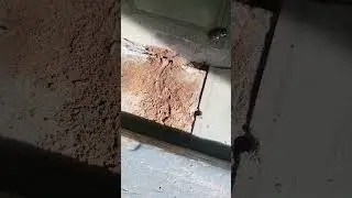 Termite+treatment+Mesa +AZ