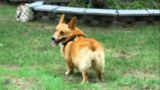 Corgipalooza 2011