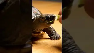 Feeding My Turtle Cucumber by Hand 🐢✋🥒 | Super Satisfying Crunch ASMR #asmr #cute