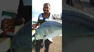 SABIKI FISHING 🎣