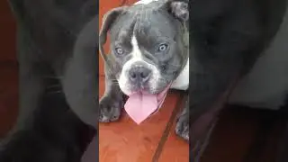 #puppy #pets #cutedog Exotic Island Bullies 🇹🇹