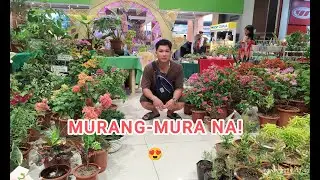 DREAM PLANTS MO LANG NOON, AFFORD MO NA NGAYON! ❤️