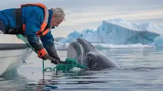 Retired Navy SEAL Risks It All to Free a Humpback Whale from Tangled Nets