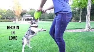 Cute Puppy Video- EPEC Disc Launcher game of fetch