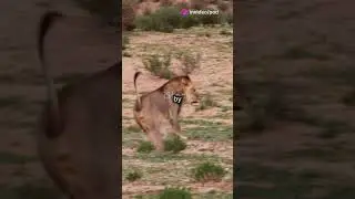 Epic Animal Battles! 2025 02 23