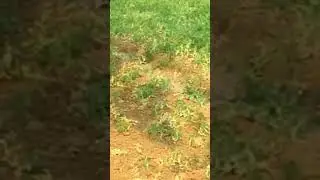 Video of monkey eating beans#short