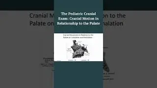 How Palatal Flexion Affects Cranial Dynamics | Cranial Chiropractic for Tongue Tie & Pediatric Cases