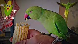 Cute parrot enjoying sweet corn 🌽🦜you love parrots and  don&rsquo;t forget to like and subscribe 
