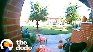 Pig Caught On Camera Stealing Neighbors' Pumpkins | The Dodo