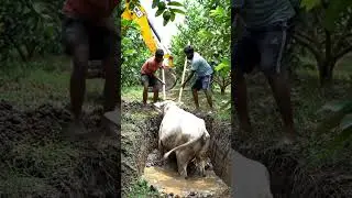 Cow Stuck in Muddy Guava Farm Rescued by JCB & Sticks : Massive Rescue Operation