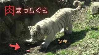 【肉まっしぐら】伊豆アニマルキングダム　ホワイトタイガー「ツキ」「シグレ」「シロップ」