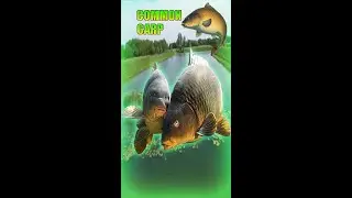 Common Carp Fish Trophy #shorts