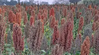 Quinoa Ki Kheti