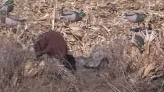 Совет от Fowl Life FieldTip: как спрятать укрытие для птиц