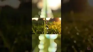 An Ant&rsquo;s Journey Across a Dewy Leaf &ndash; Macro One-Take Shot 🐜🍃