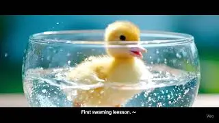 Little Duck, Big Dreams 🐣#DuckTok #BabyDuck #CuteAnimals #Wholesome #DuckLife #Adorable #ViralShorts