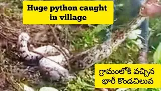 HUGE PYTHON CAUGHT IN VILLAGE //VILLAGERS CAUGHT BIG SNAKE