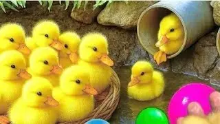 bebek duck  new animal nebek peking hibrida itik minti