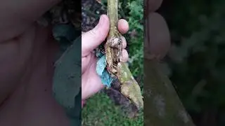 Broken Tomato Stem Repair Reveal (4 months later) #gardenhacks #shorts