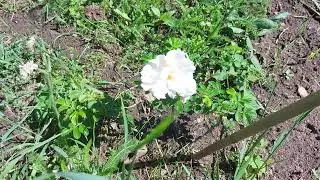 Rosa rugosa 'Blanc Double de Coubert'