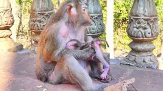 Last Minute: What Happened to the Newborn Monkeys?