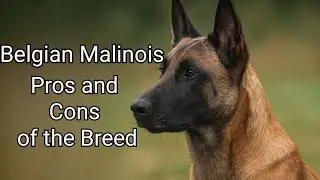 Belgian Malinois: Pros and Cons of the Breed