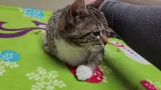 Meet Itty a Domestic Shorthair currently available for adoption! 1/7/2026 5:56:39 AM
