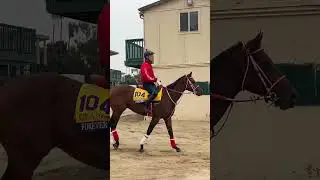 Japan racing superstar FOREVER YOUNG trains for the first time at Del Mar ahead of Breeders&rsquo; Cup