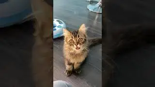 Baru adopsi kucing langsung mati ? #shorts #kucing