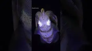 Check out the Caribbean Reef Squid. 🦑🌴☀️