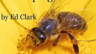 Constructive Beekeeping by Ed CLARK read by Vann Lantz | Full Audio Book