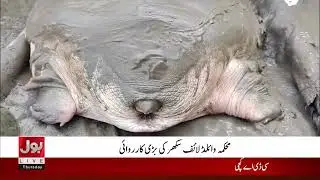 Wildlife Department Rescues Rare Turtles from Sukkur Barrage | Breaking News