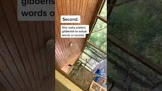 Can Our Crow Talk?