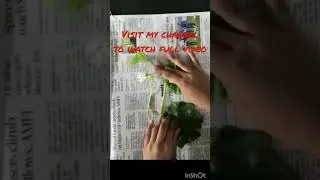 How to preserve plants? Plant collection /Herbarium #shorts