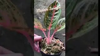 Aglaonema Madam Suroyo || Aglo Import || contoh Tanaman Hias Aglonema