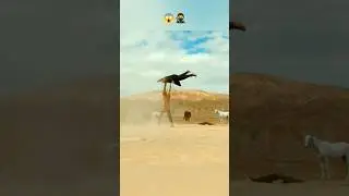 Jabardast action scene⚔️🥷 #south #movie #film #trending #shorts