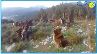 UN BUEN PERRO PASTOR NACE NO SE HACE